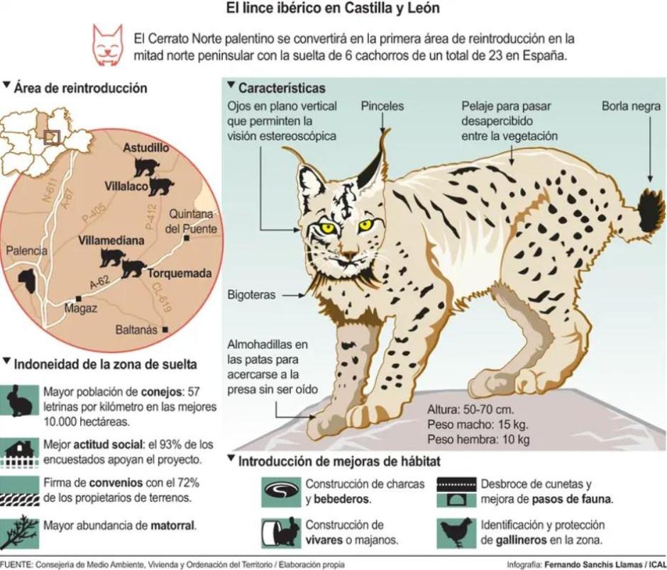 Estatus del lince en Castilla y León