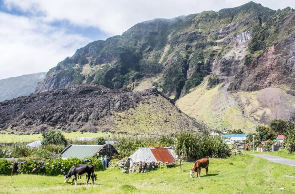 Vacas pastando en Tristán de Acuña.