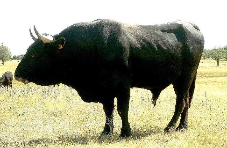 Un ejemplar de toro de la raza sayaguesa