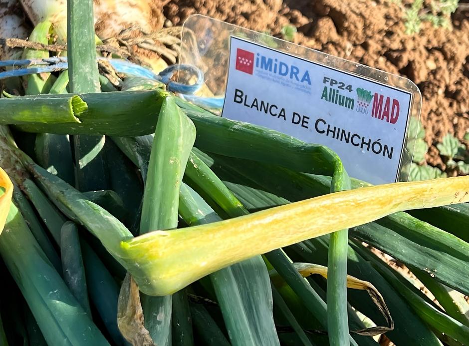 Descubren dos variedades de cebolla en Madrid