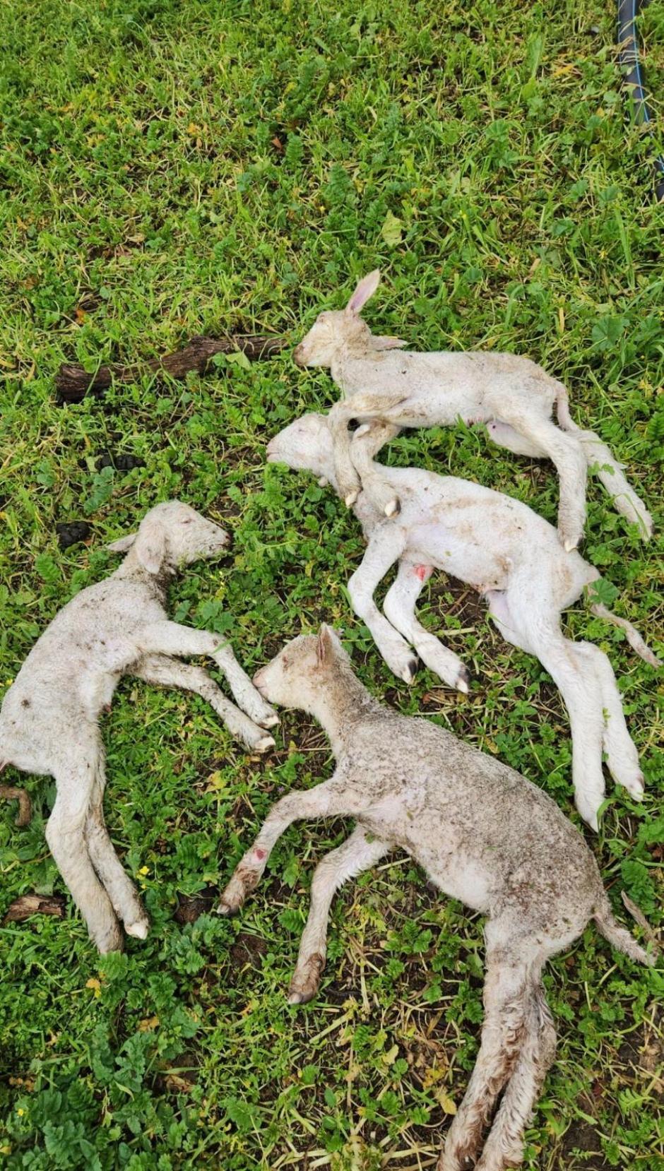 Varios corderos yacen muertos tras las intensas borrascas