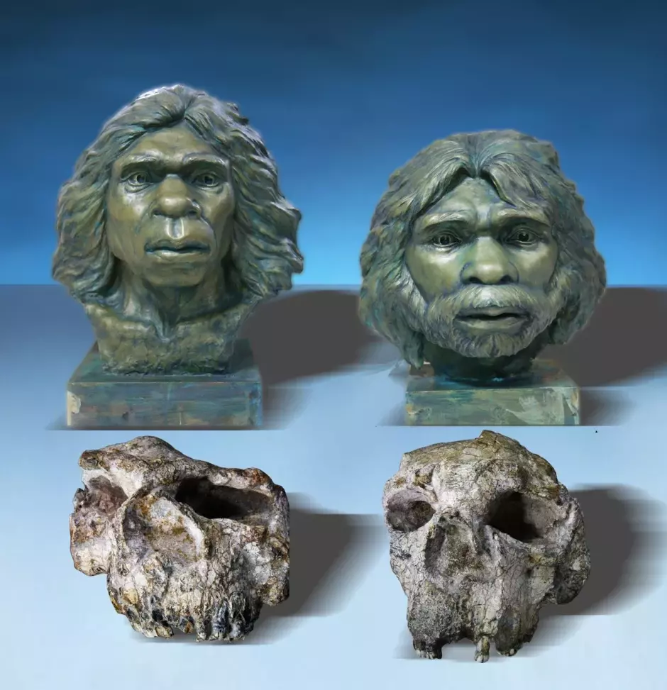 Reconstrucción del Homo erectus de Yunxian