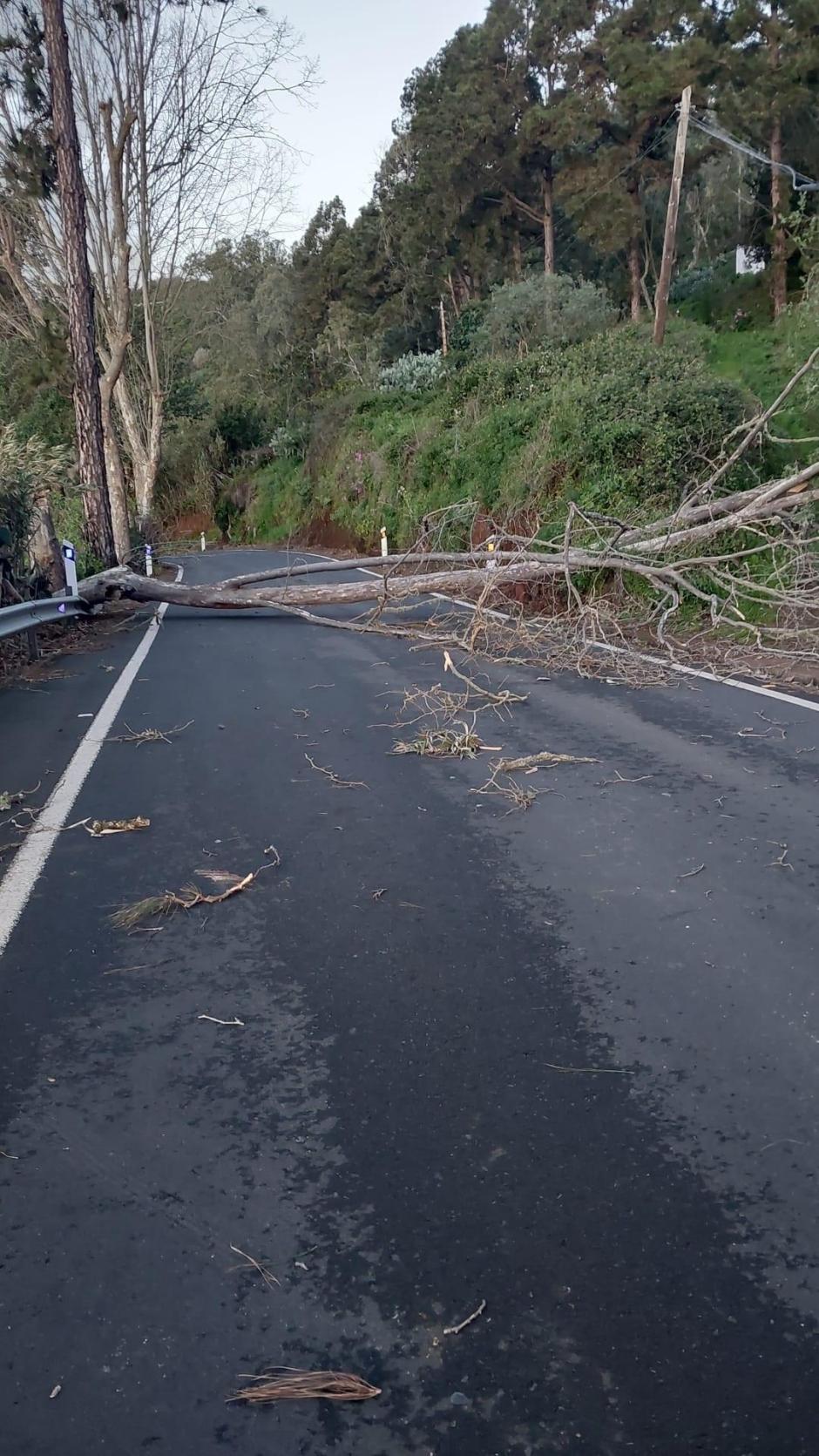 Caída de un árbol en la carretera por el paso de la borrasca Therese en Gran Canaria
