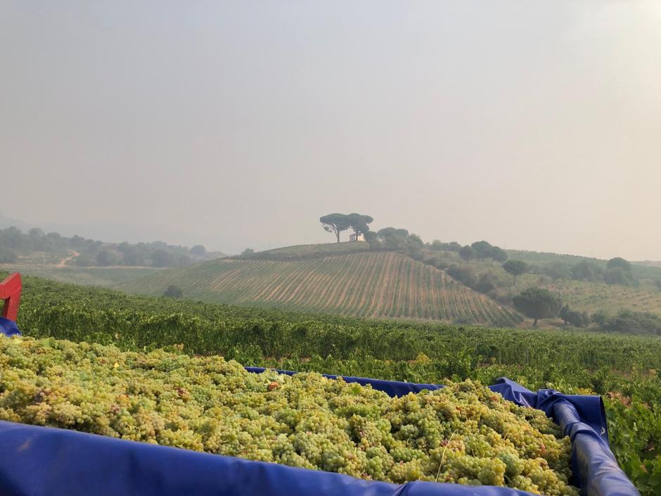 Un viñedo en la localidad leonesa de Parandones