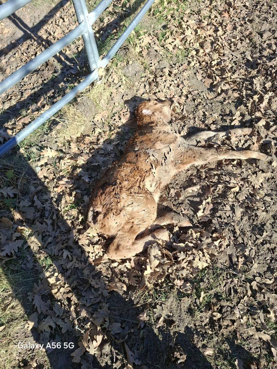 Uno de los terneros muertos en explotaciones salmantinas