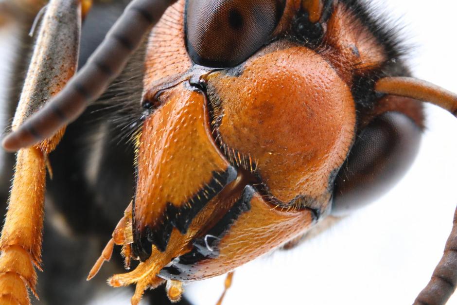 Avispa velutina