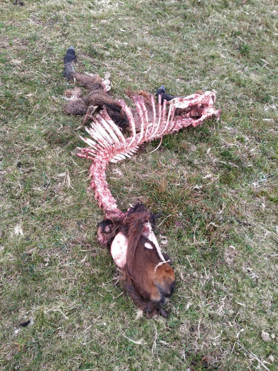 Restos del potro tras el ataque de un lobo
