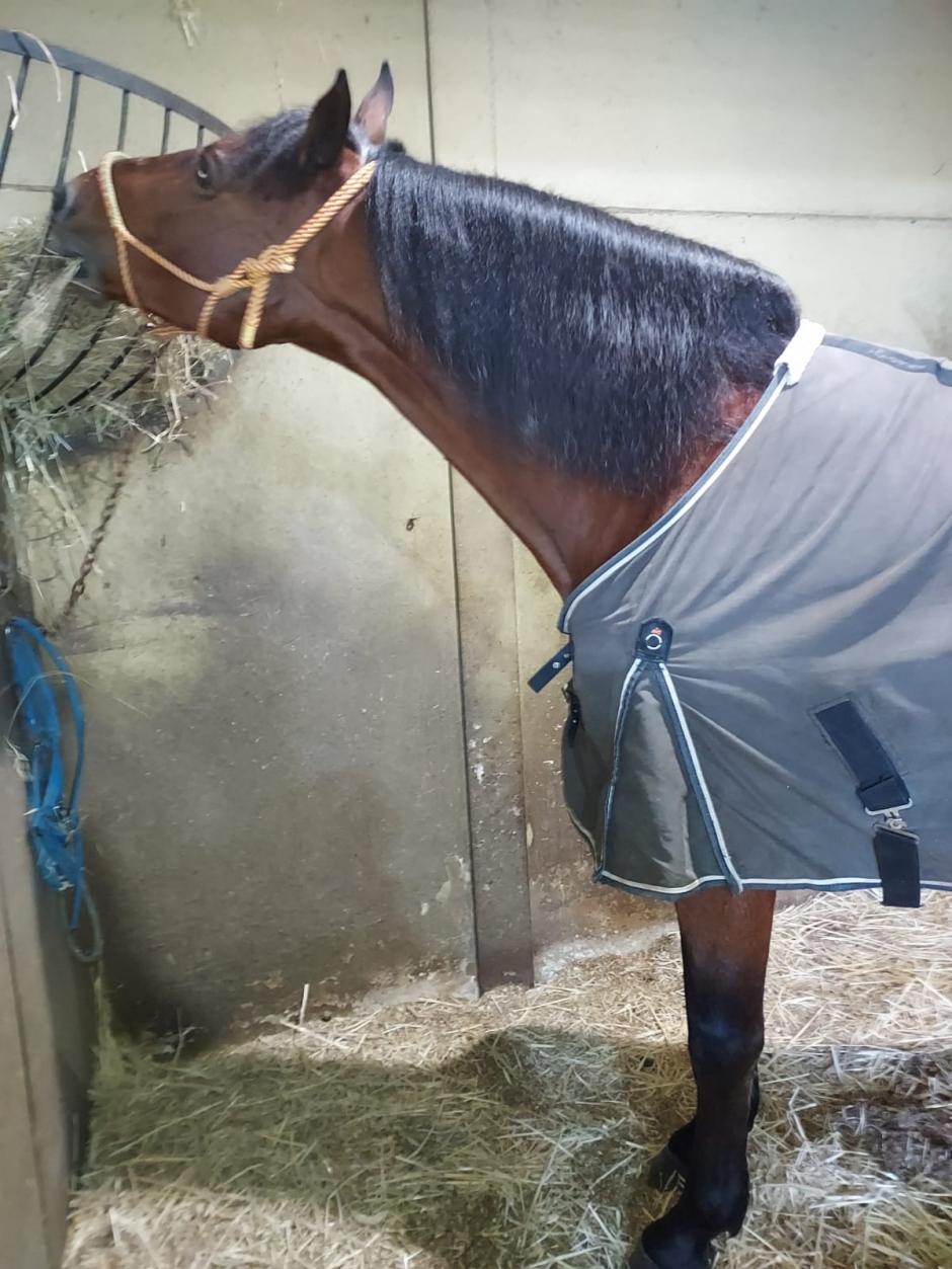 Uno de los caballos de Manuel, recién duchado, con la manta y comiendo al mediodía