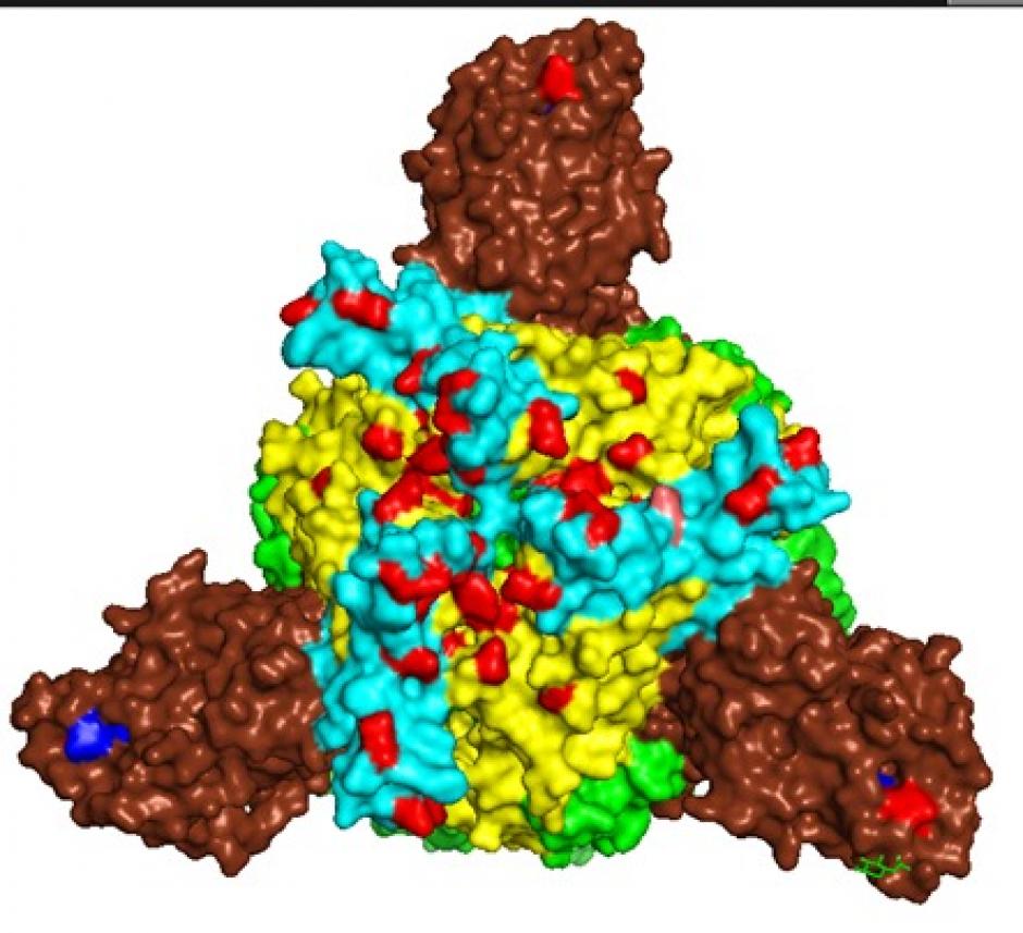 Los puntos rojos y azules muestran los cambios en la proteína superficial de virus visto de frente