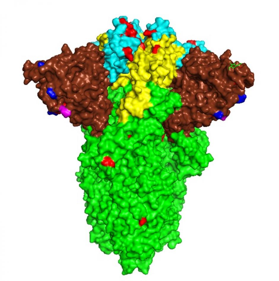 Los puntos rojos y azules muestran los cambios en la proteína superficial de virus visto de perfil