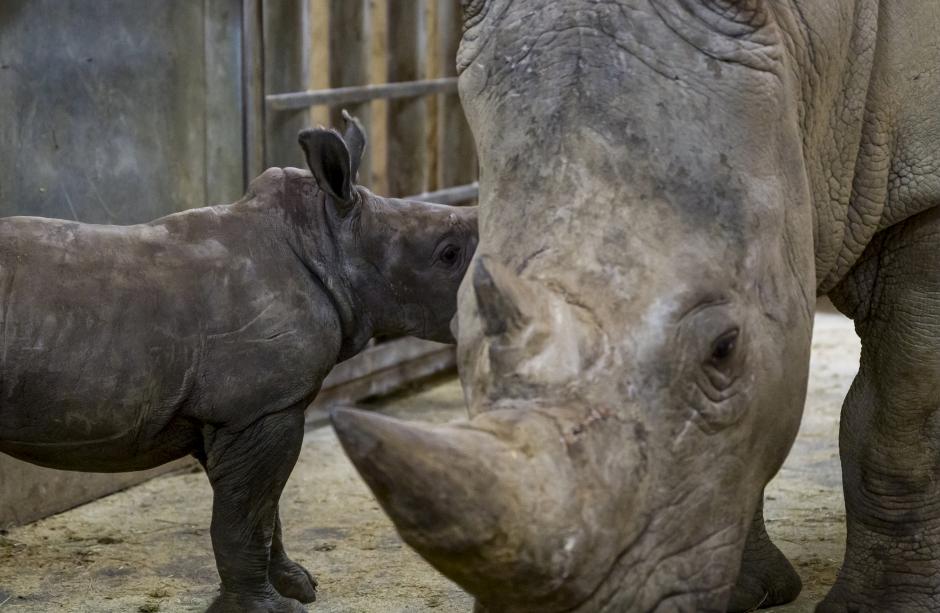 El zoológico de Amneville (Francia) tiene una nueva inquilina: una cría de rinoceronte, nacida el 18 de enero, y su madre yoruba, en su recinto en el parque zoológico de Amneville, en Amneville