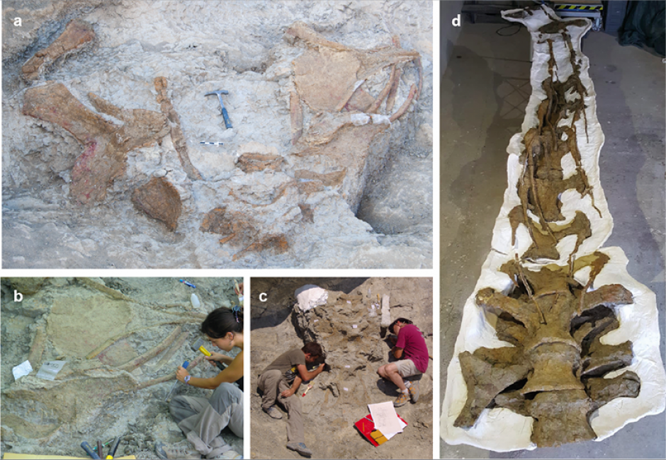 Restos del saurópodo hallado en Lérida