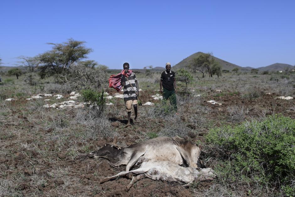 Un joven pastor camina hacia el cadáver de una vaca y su ternero en un pasto cercano lleno de cadáveres de cabras y ovejas en un pequeño pueblo conocido como Huri Hills
