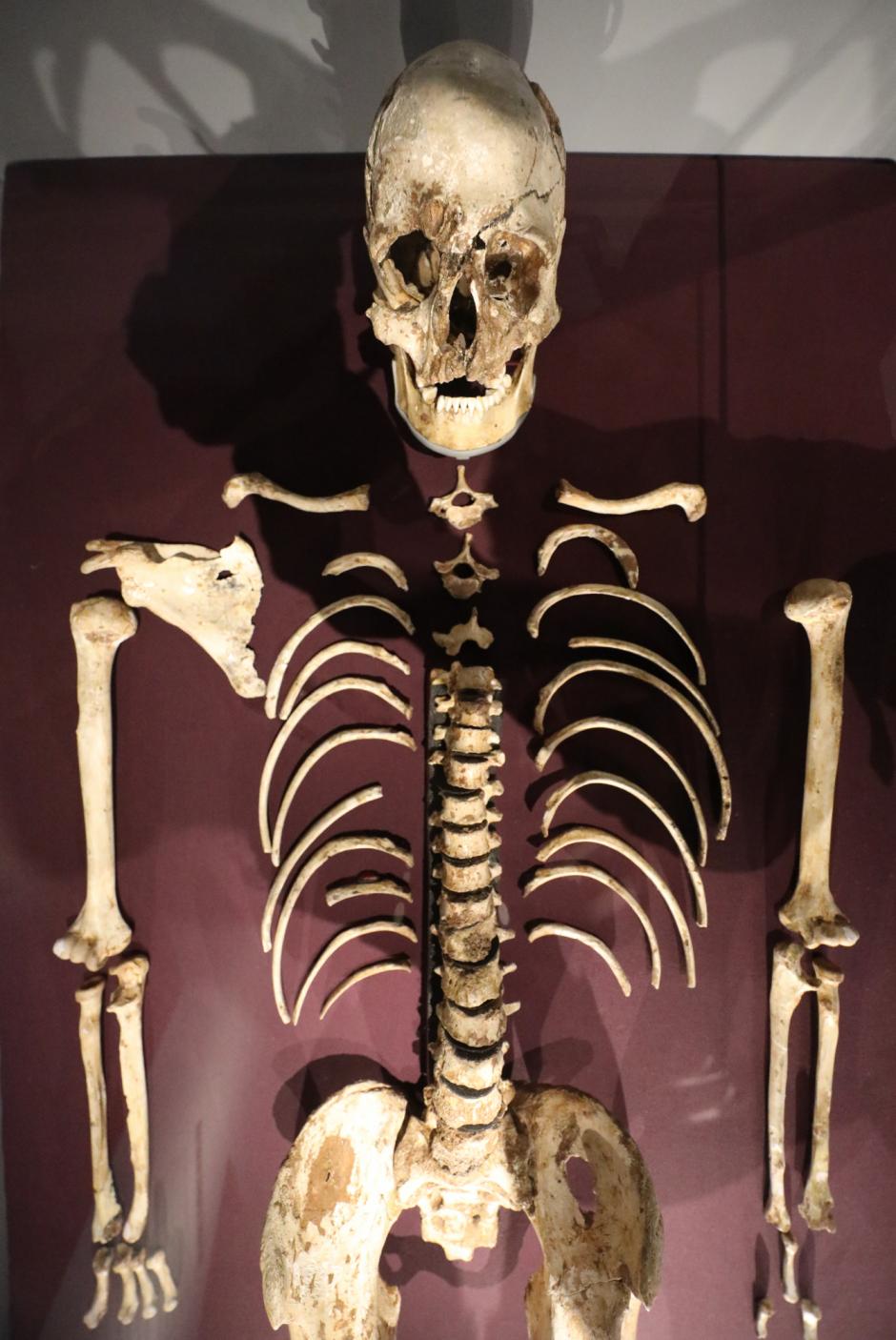 Los restos fósiles del hombre de Cheddar, un ejemplar de cazador-recolector occidental