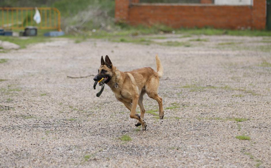 Uno de los perros que se preparan en el Centro Militar Canino de la Defensa