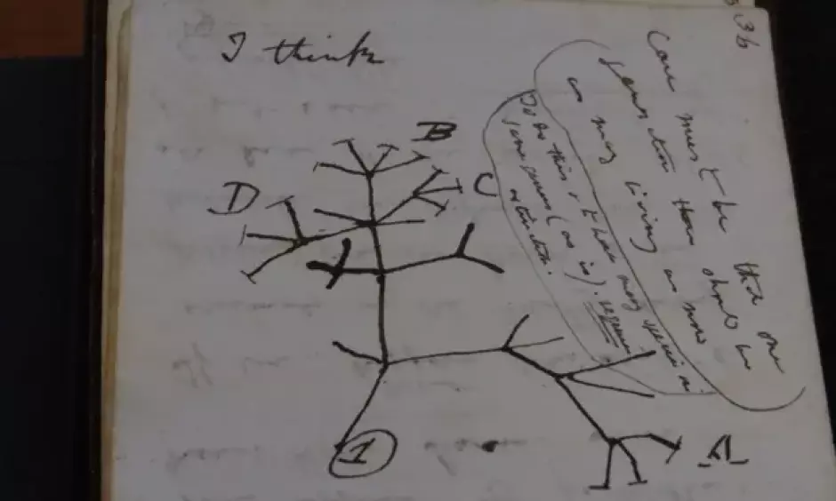 El boceto seminal del Árbol de la vida de Darwin, encabezado con las palabras "I think" ("Creo" / "Pienso")