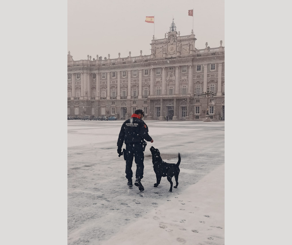 El sargento primero Ruiz junto al labrador Toro, durante un dispositivo de seguridad en el Palacio Real de Madrid