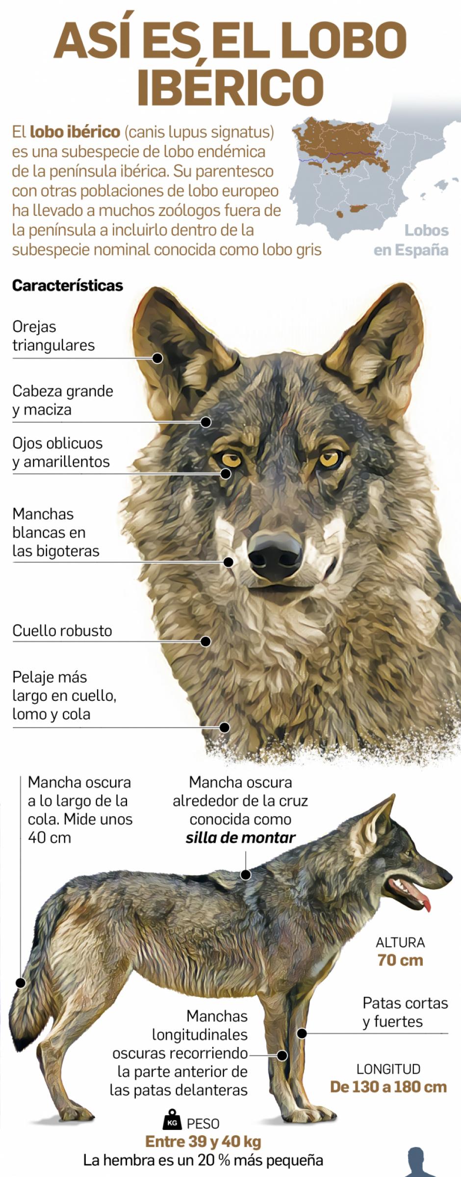 Medio Ambiente: El lobo se hace fuerte en la Sierra de Madrid