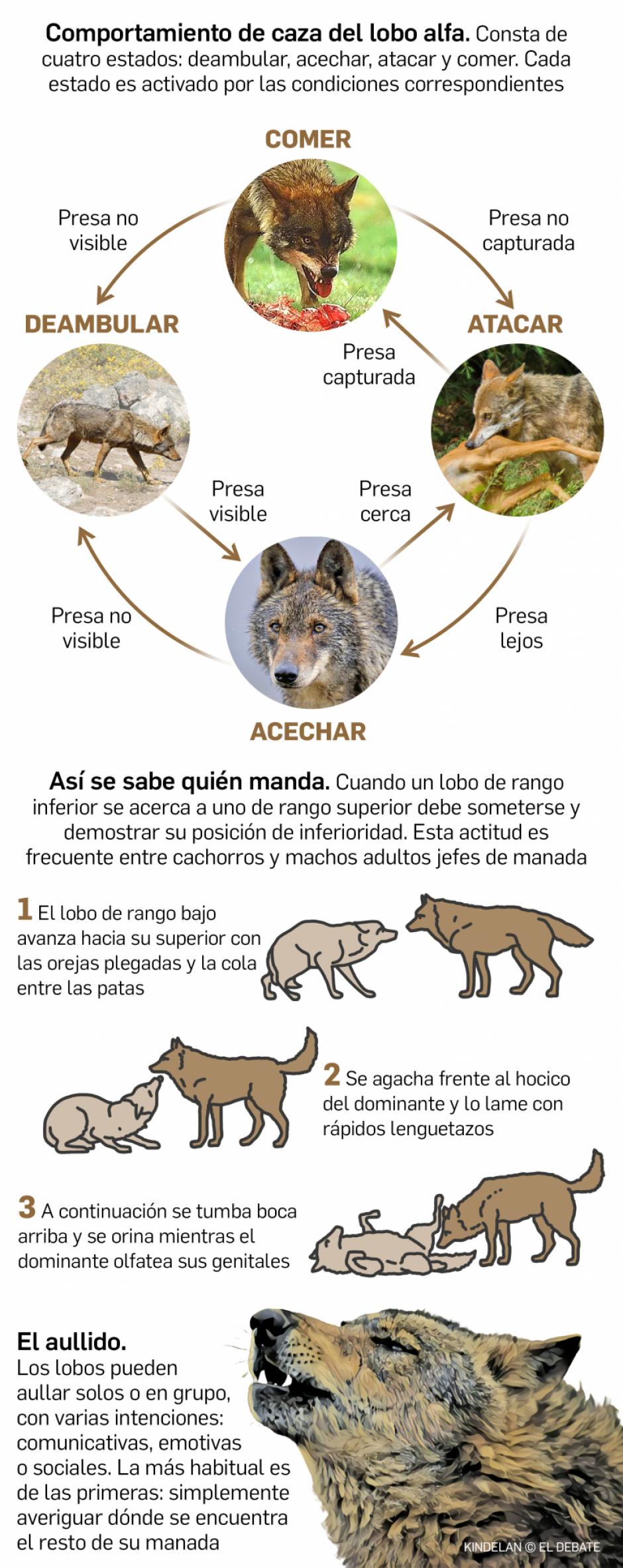 Infografía: Así es el lobo ibérico