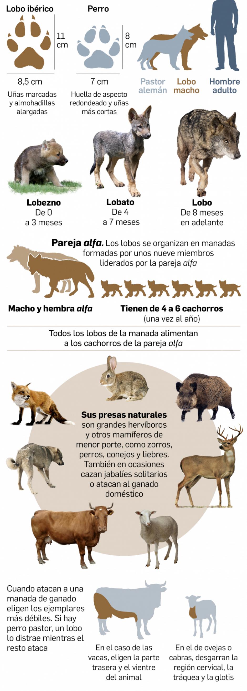 Cantabria desoye al Gobierno y permitirá cazar lobos en su territorio