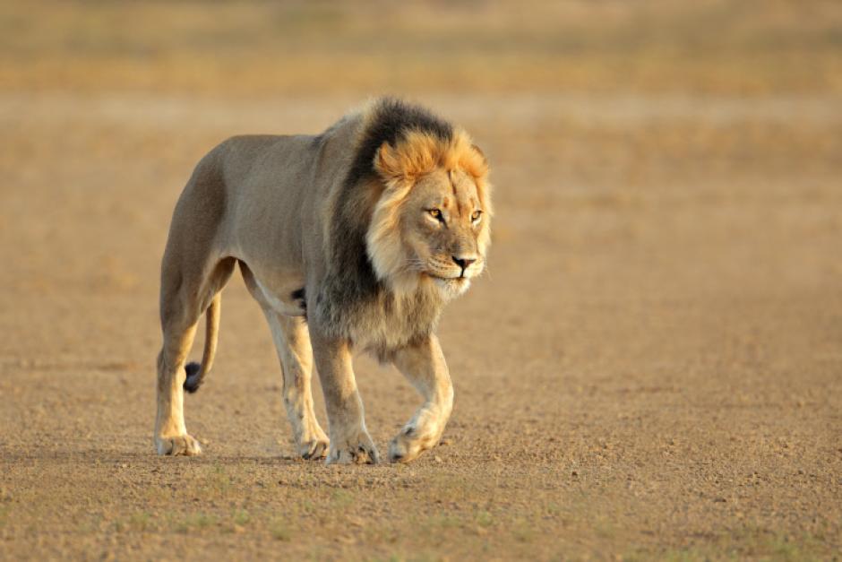 León