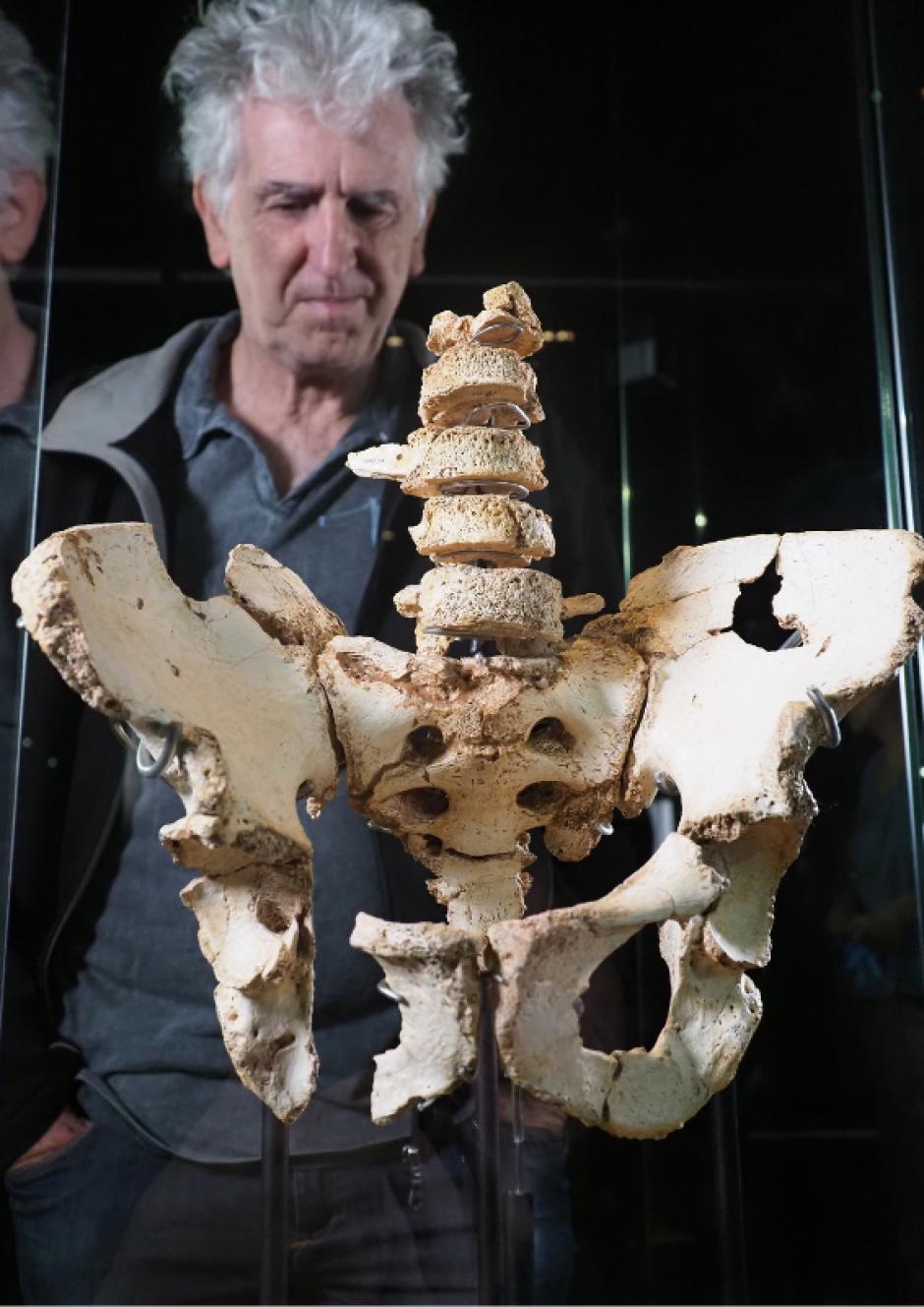 Encontrar pelvis en yacimientos no es lo habitual ya que están hechas parte de hueso esponjoso, tienen una estructura tridimensional y se destruyen