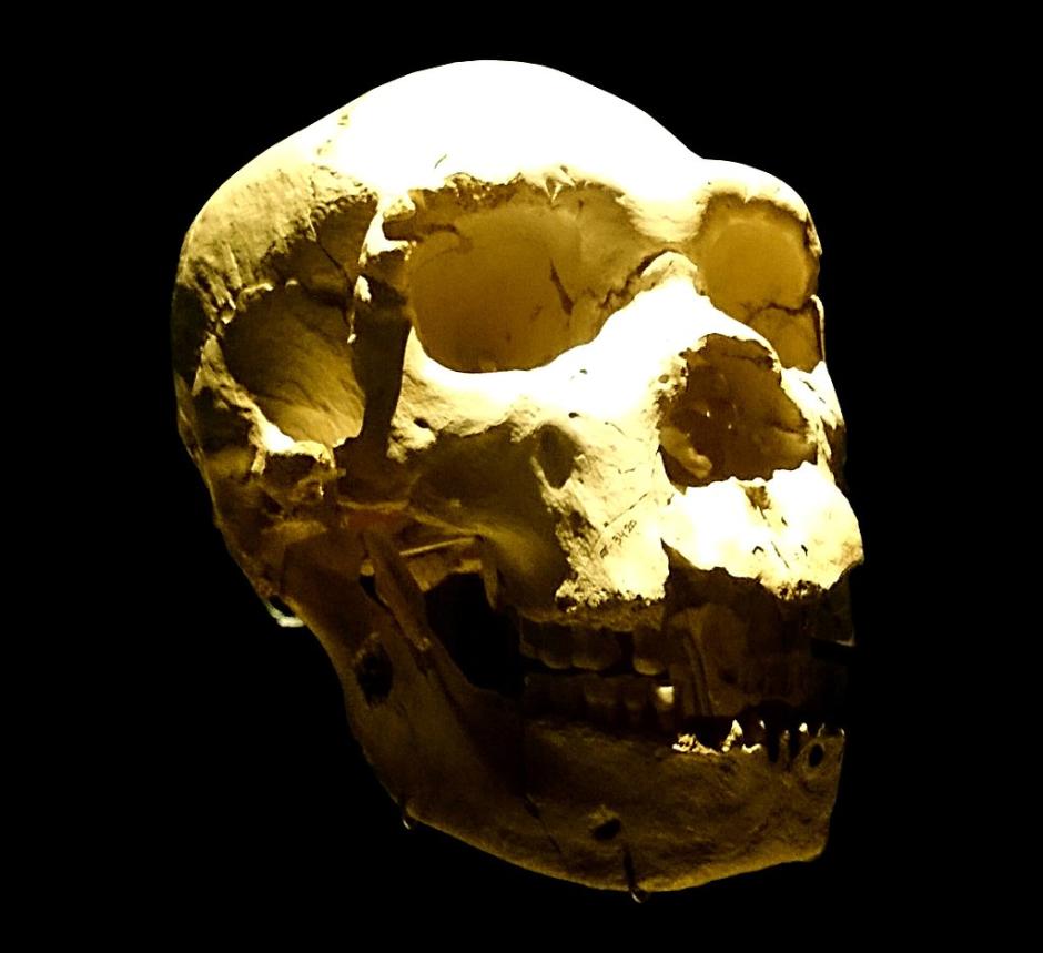 El Cráneo de Miguelón del Museo de la Evolución Humana en Burgos