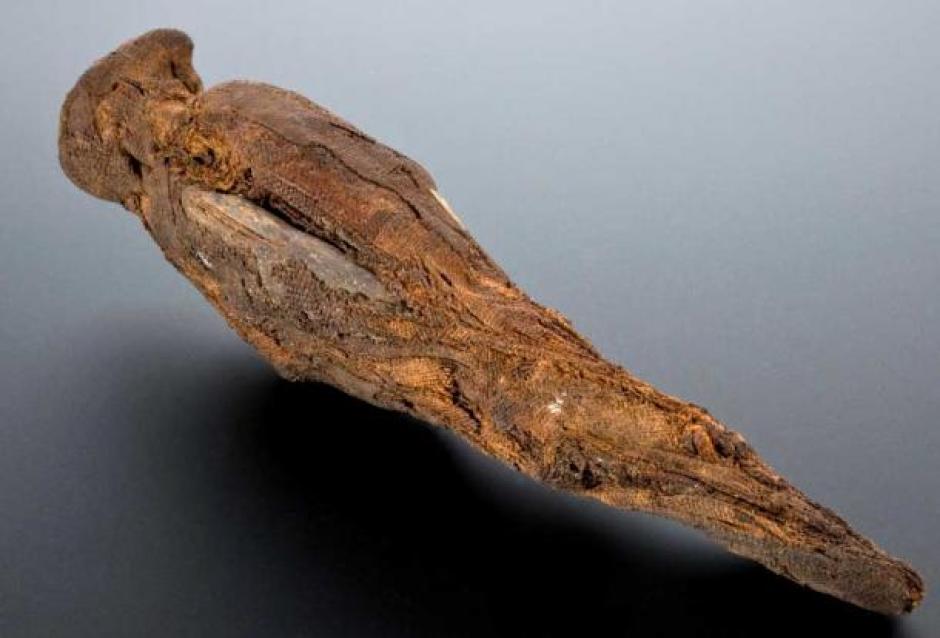 Ejemplo de un halcón momificado
