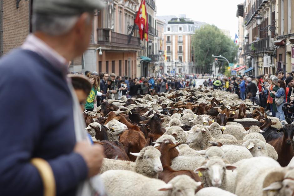 Cientos de ovejas y cabras pasan por las céntricas calles de Madrid