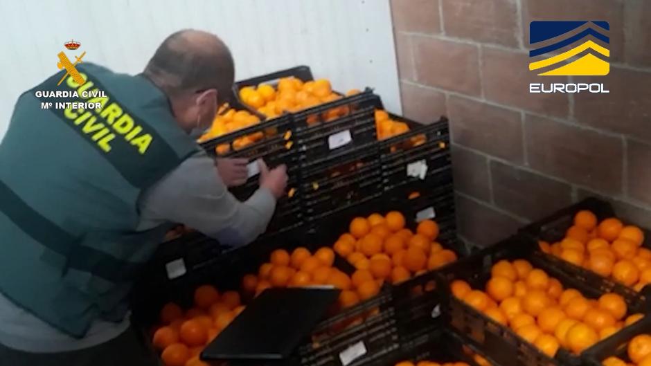 Naranjas procedentes de Egipto contaminadas