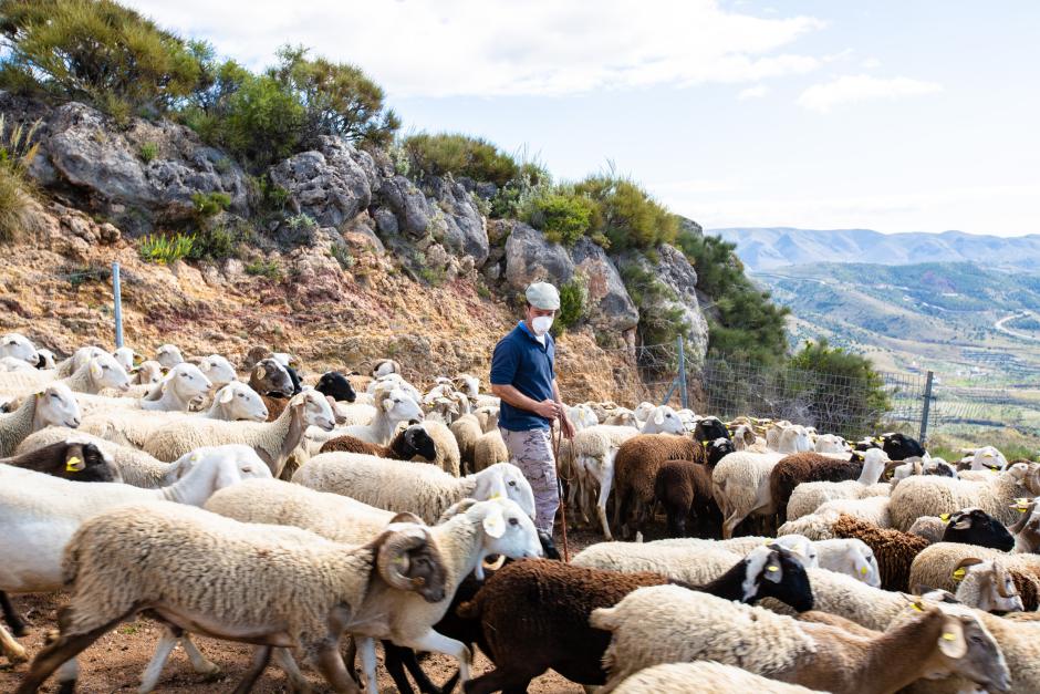 Fernando López Flores, ganadero y concejal del Ayuntamiento de Felix (Almería) con su su rebaño de ovejas