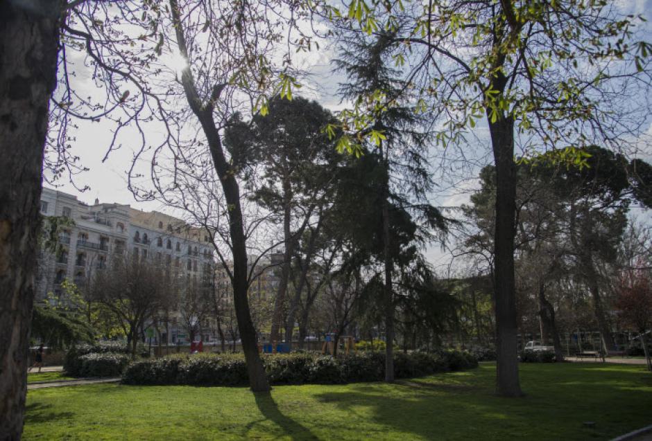 Árboles situados en el Parque del Retiro de Madrid