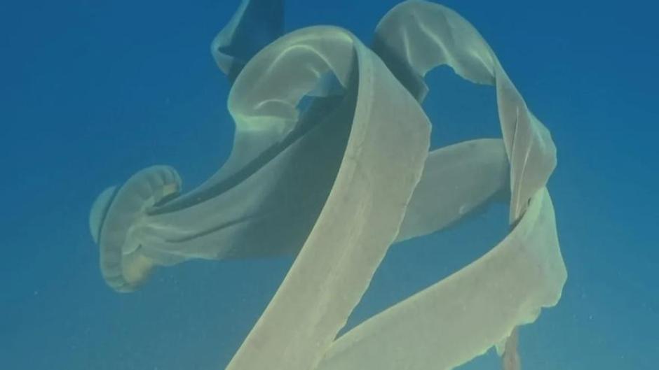 El calificativo "fantasma" de la medusa se debe a sus extraños brazos, los cuales recuerdan a tiras de papel higiénico