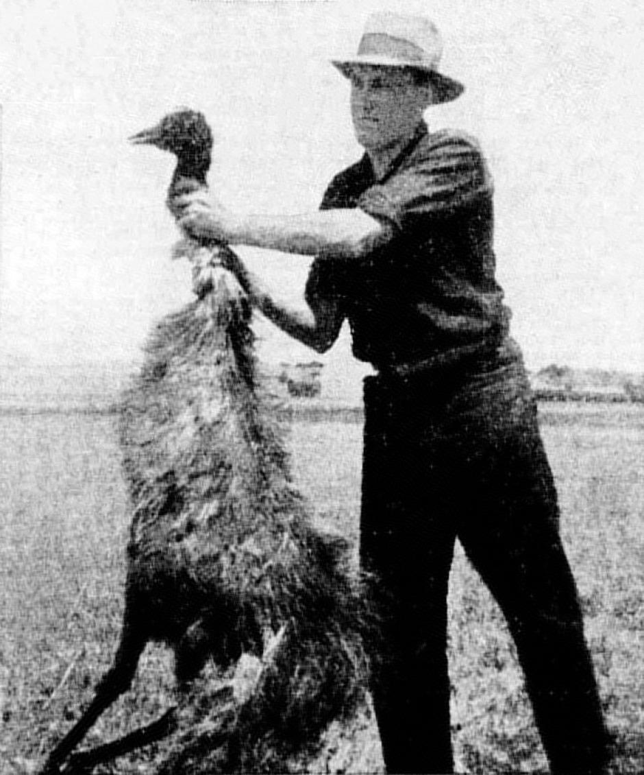 Un hombre sostiene un emú asesinado por soldados australianos