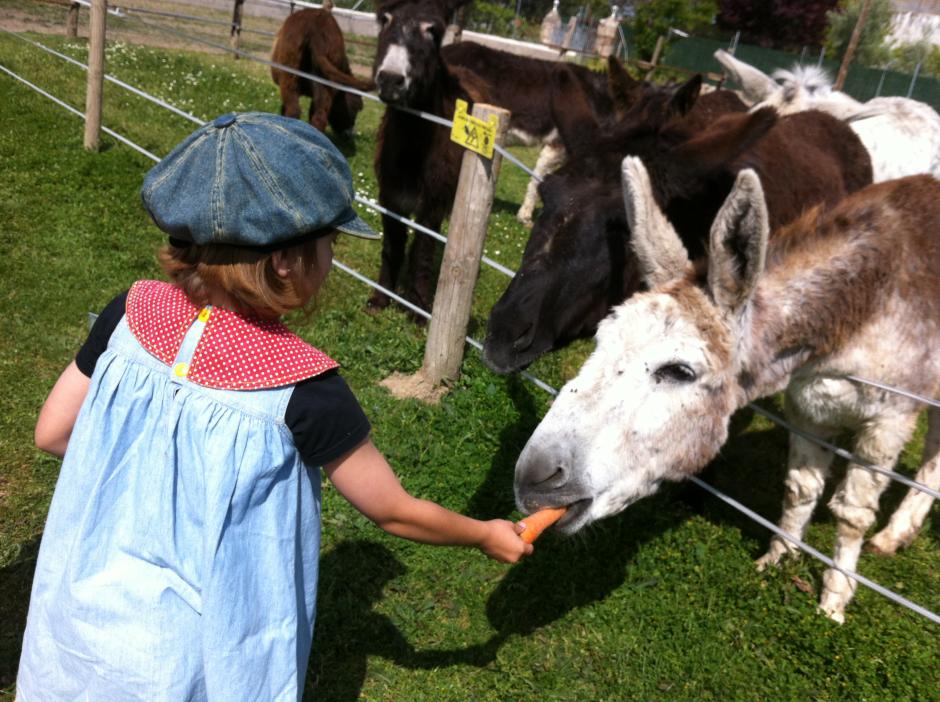 burrolandia