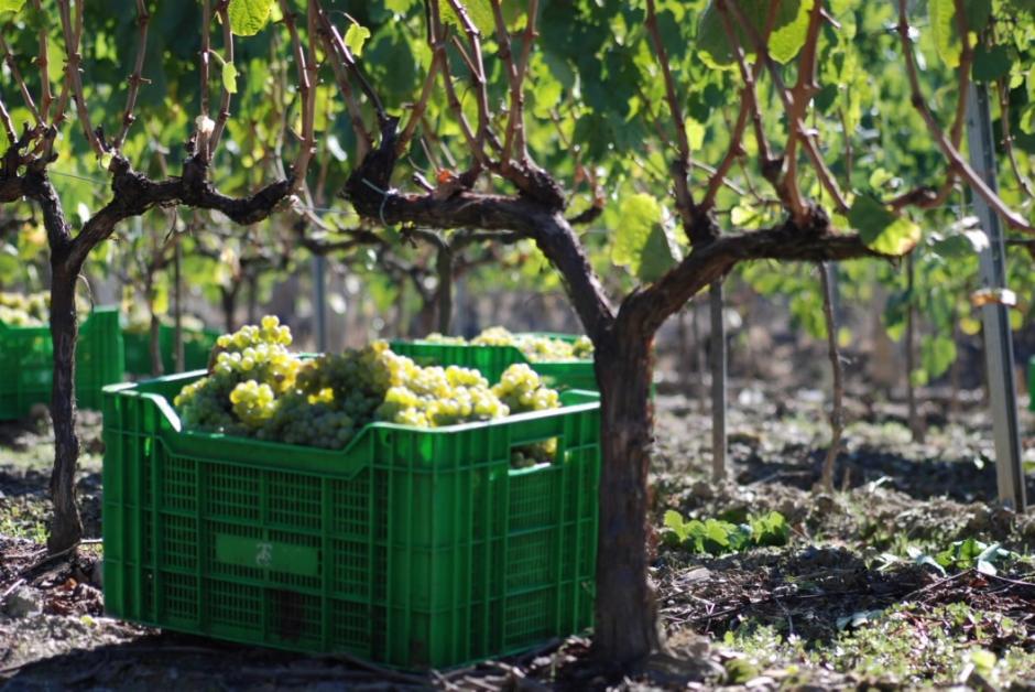 Desde diferentes puntos de la geografía gallega, se organizarán visitas guiadas a las bodegas participantes de los diferentes territorios