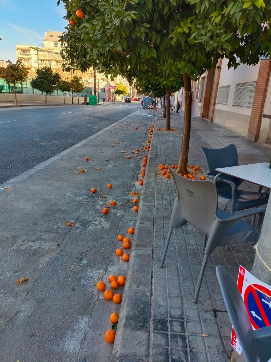 Decenas de naranjas esparcidas por el suelo y tras días sin recoger en Valencia.