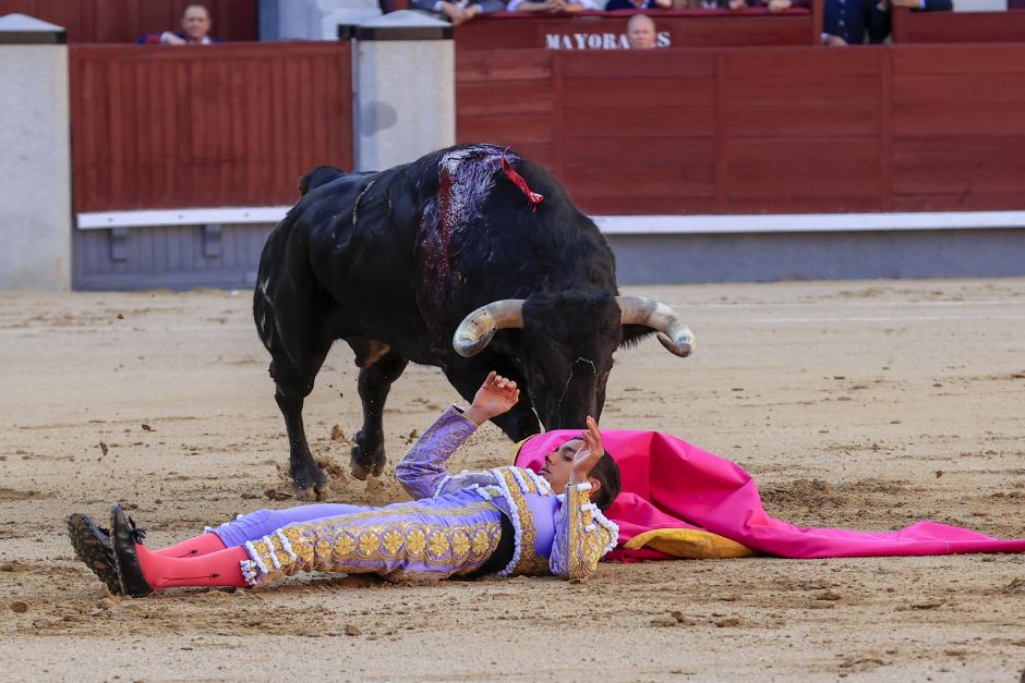 El diestro Ángel Téllez es volteado y cogido por su primer toro, de Juan Pedro Domecq, durante el tercer festejo de la Feria de San Isidro