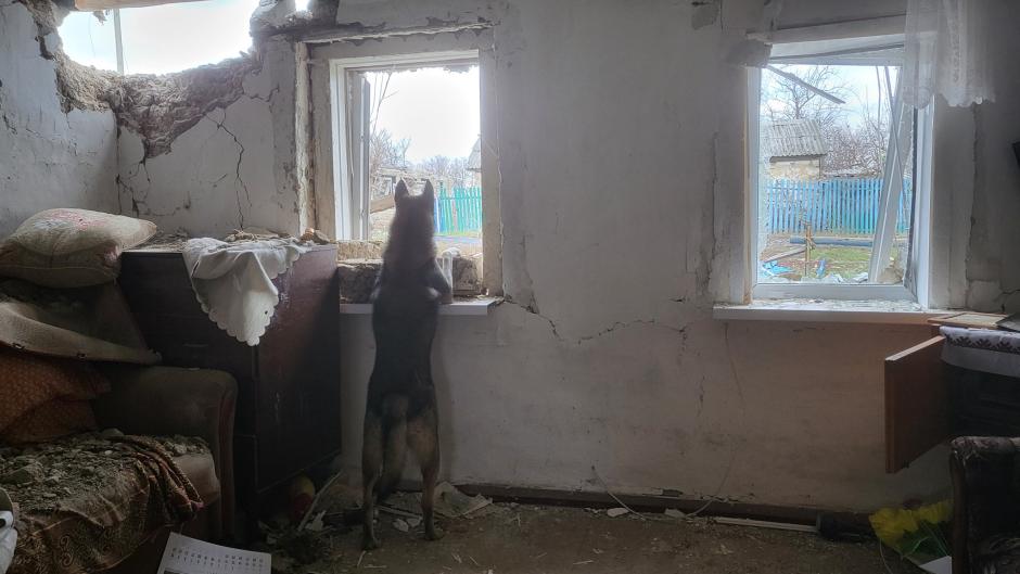 Un perro que acompañó al soldado taiwanés mira por la ventana de una vivienda destruido