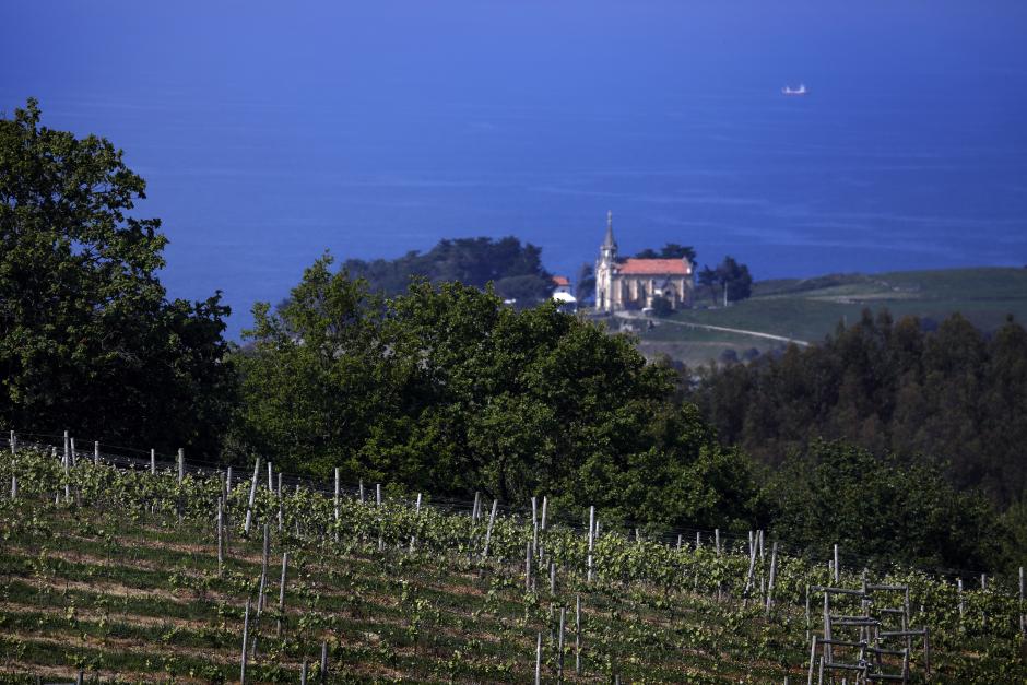 Viñedos de bodegas Miradorio