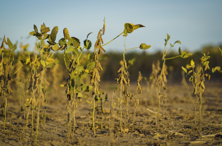 La persistente sequía ha hecho que el importante cultivo comercial de Argentina, la soja, se enfrente a una reducción significativa de la producción