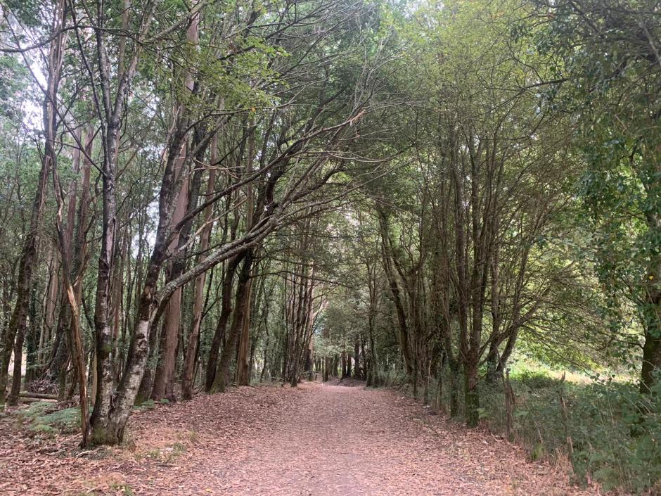 Camino de Santiago