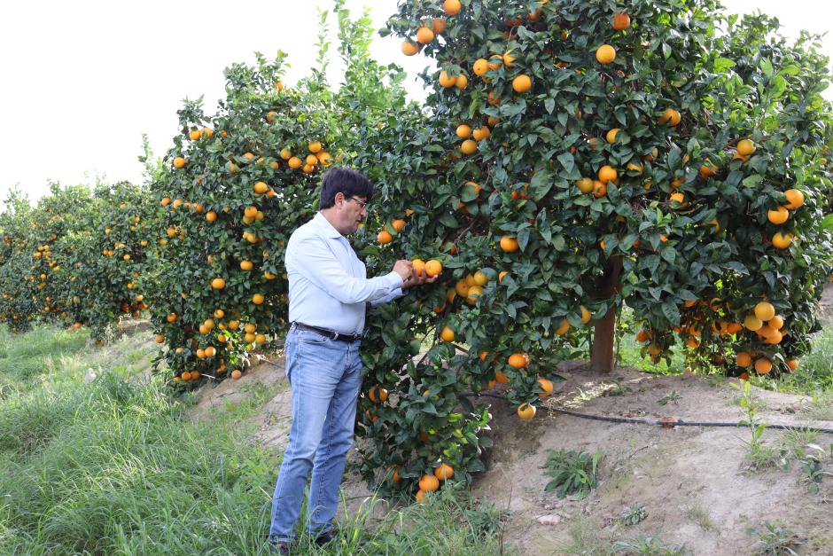 José Vicente Andreu, en un campo de naranjas.