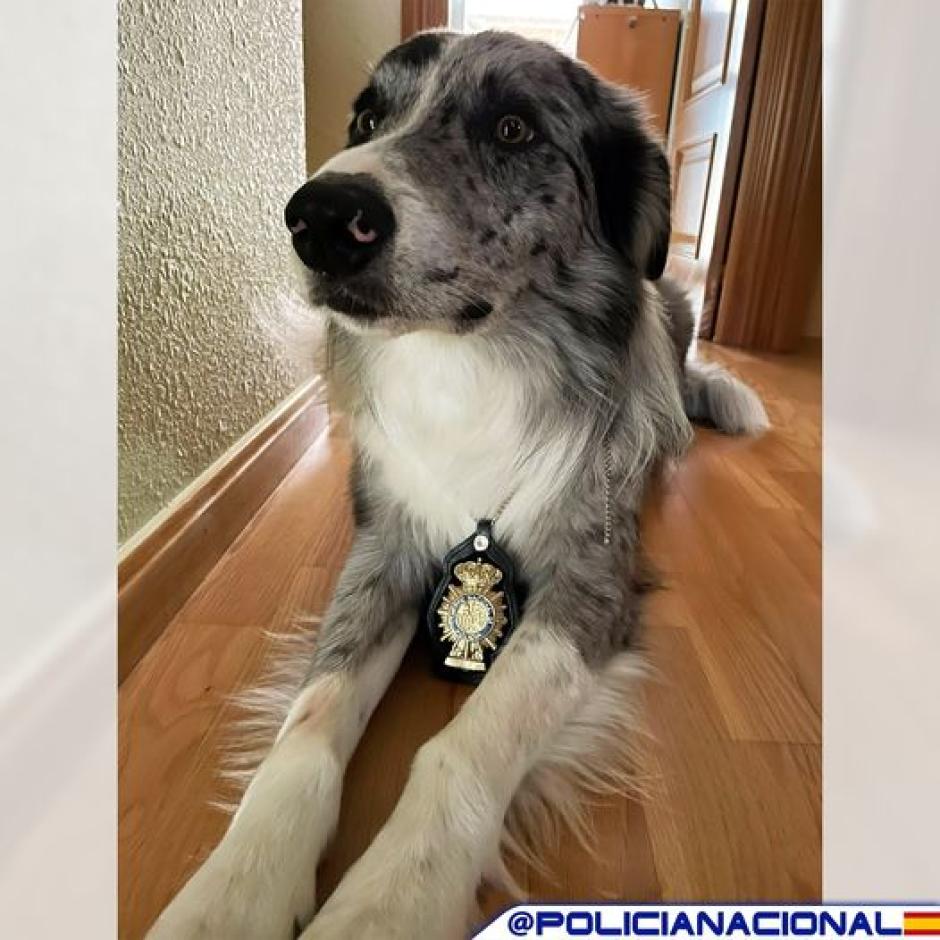 Un perro policía
