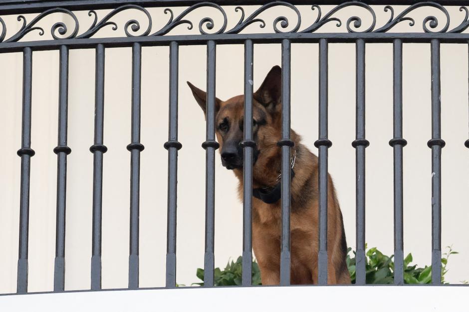 Commander, US President Joe Biden's dog, is seen sitting on the Truman Balcony at the White House in Washington, DC, September 30, 2023. (Photo by SAUL LOEB / AFP)