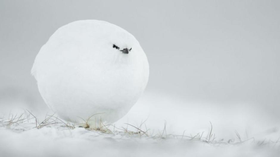 '¡Bola de nieve!', de Jacques Poulard, de Craponne, France