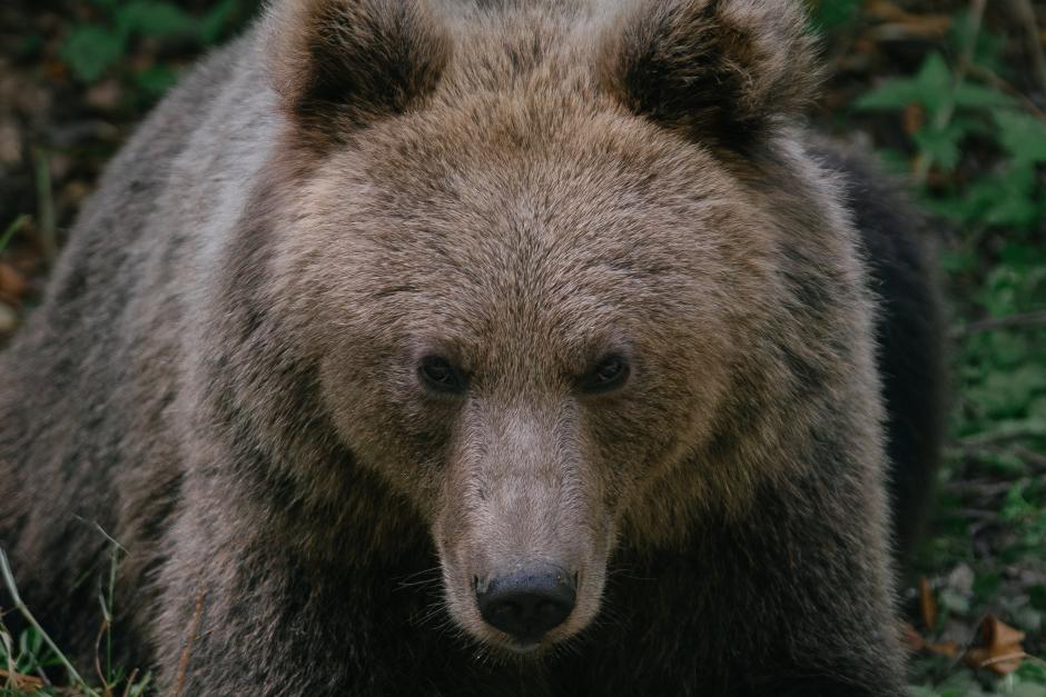 En Rumania, cuyas montañas de los Cárpatos albergan la mayor población de osos pardos de Europa fuera de Rusia, los osos se aventuran cada vez más fuera de los bosques