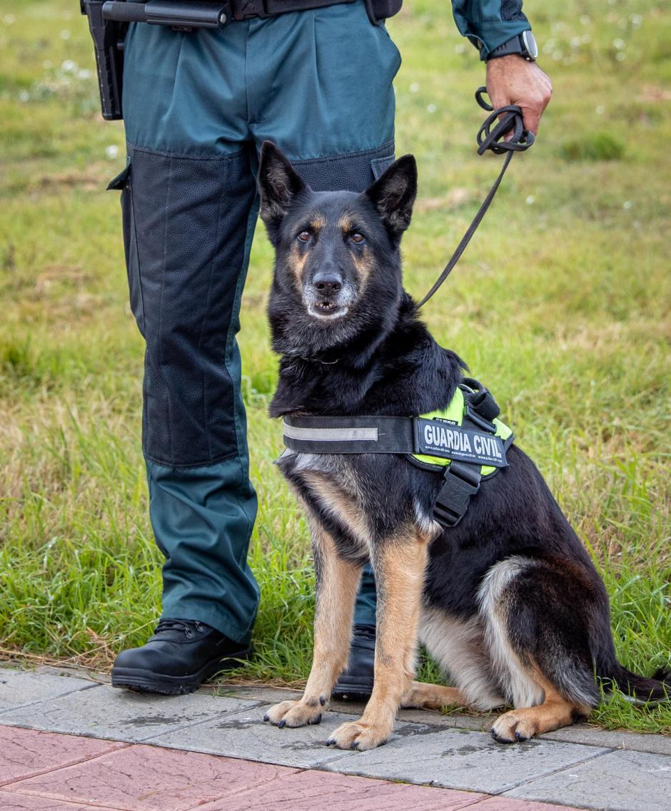 Dora, la pastora alemana de casi 11 años, una perra detectora de drogas en la Guardia Civil