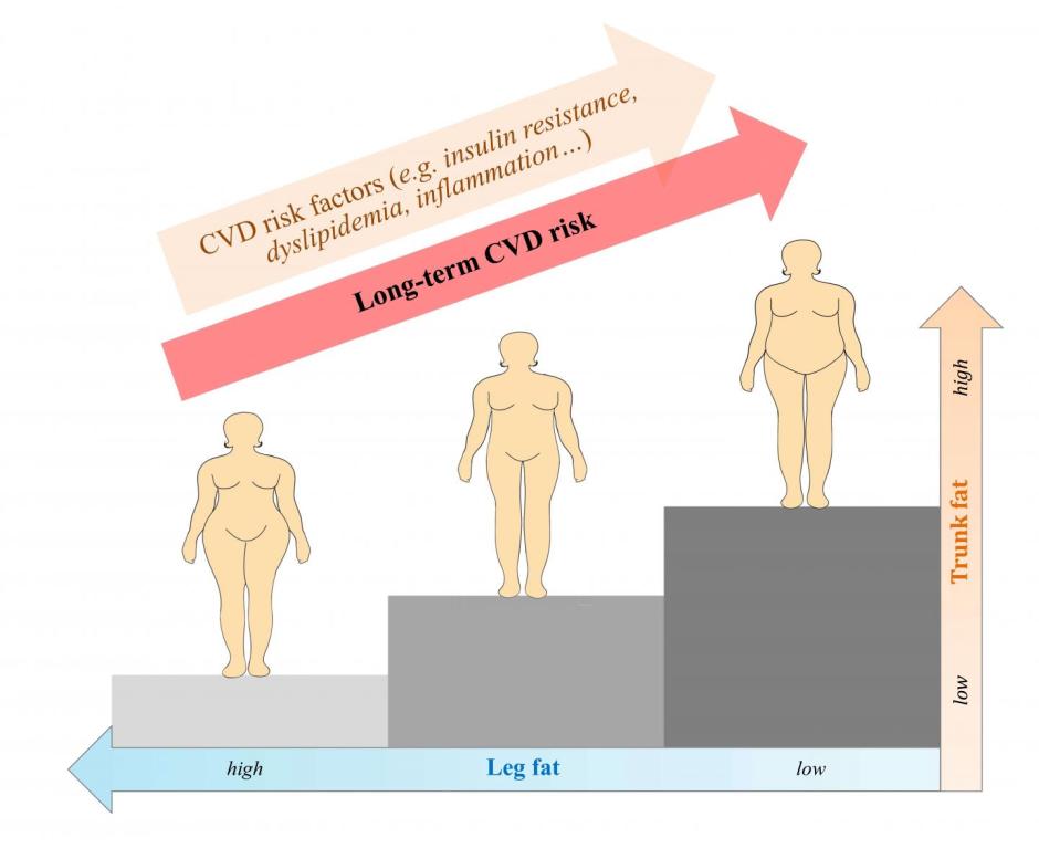 Entre las posmenopáusicas con un índice de masa corporal normal, una mayor grasa en el tronco se asocia con un mayor riesgo de enfermedad cardiovascular, mientras que una mayor grasa en las piernas se asocia con un menor riesgo de enfermedad cardiovascular.