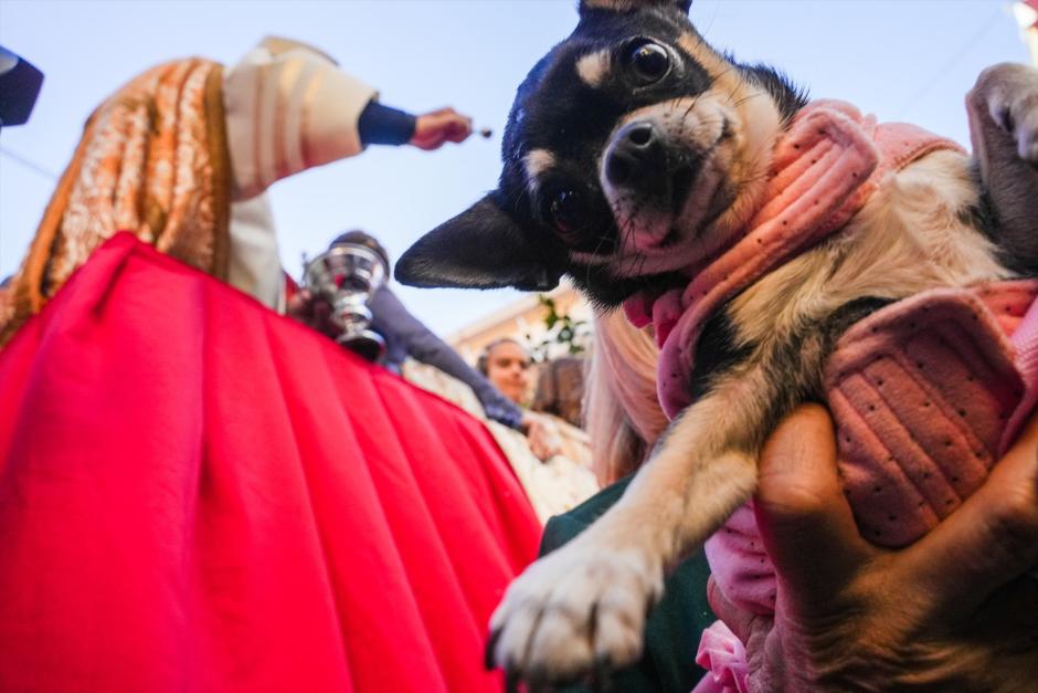 Bendición de animales por la festividad de San Antonio Abad en Valencia